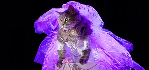 A Cat Reenacts Madonna’s Legendary ‘Like A Virgin’ 1984 VMA Performance